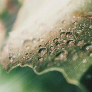 Hydratation vs. Nutrition : Ce que votre peau mature a vraiment besoin - HealSelf